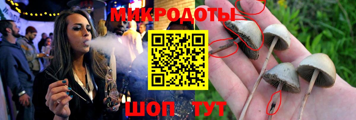 Псилоцибиновые грибы Psilocybe Москва